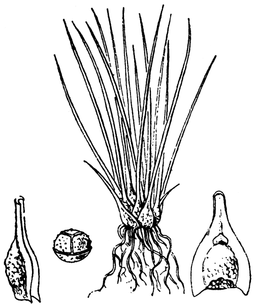 Illustration de Coste