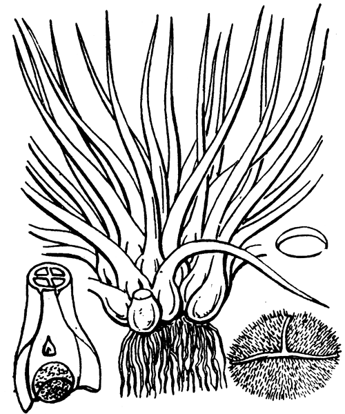 Isoetes echinospora Durieu - illustration de coste