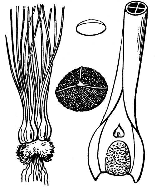 Illustration de Coste