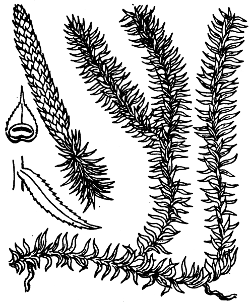 Spinulum annotinum (L.) A.Haines - illustration de coste