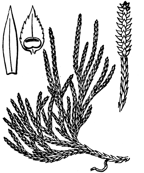 Lycopodium alpinum L. - illustration de coste