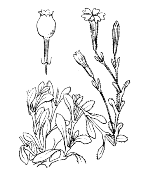 Illustration de Coste