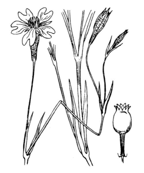 Eudianthe coelirosa (L.) Rchb. - illustration de coste