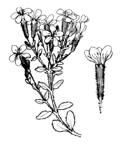 Saponaria ocymoides L. - illustration de coste