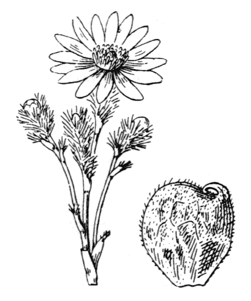 Adonis vernalis L. - illustration de coste