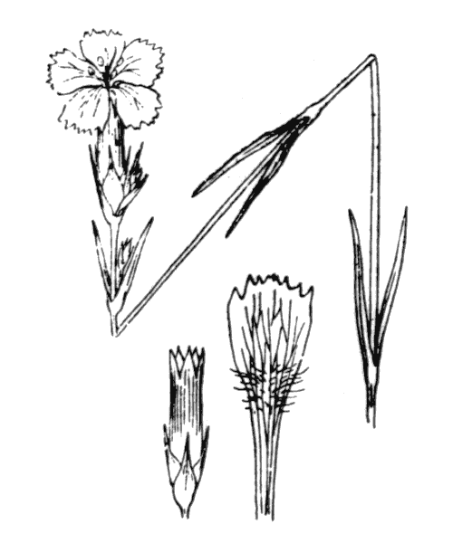 Dianthus graniticus Jord. - illustration de coste