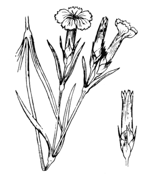 Dianthus geminiflorus Loisel. - illustration de coste