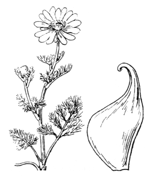 Illustration de Coste