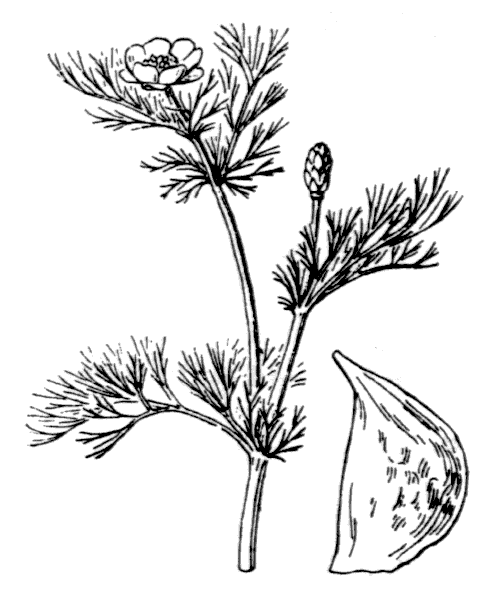 Illustration de Coste