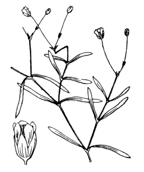 Moehringia intermedia Loisel. ex Panizzi - illustration de coste