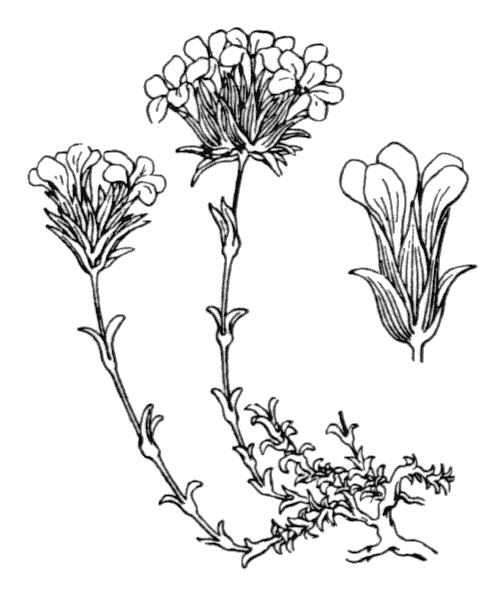 Arenaria aggregata (L.) Loisel. subsp. aggregata - illustration de coste