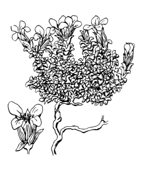 Illustration de Coste