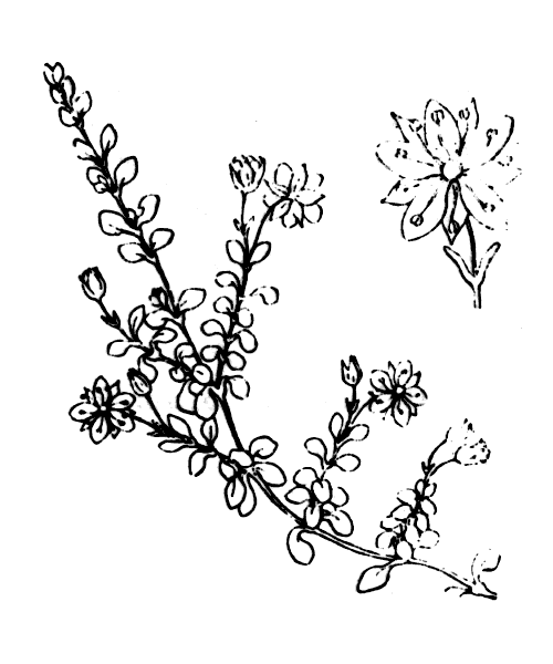 Arenaria biflora L. - illustration de coste