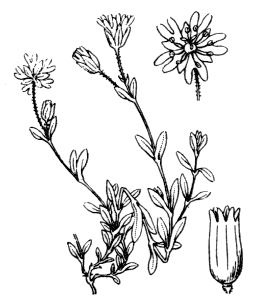 Dichodon cerastoides (L.) Rchb. - illustration de coste