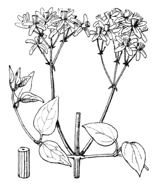 Illustration de Coste