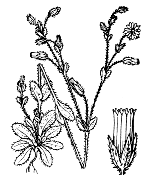 Cerastium brachypetalum Desp. ex Pers. - illustration de coste
