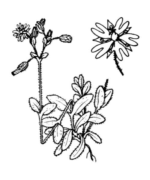Cerastium pumilum Curtis - illustration de coste