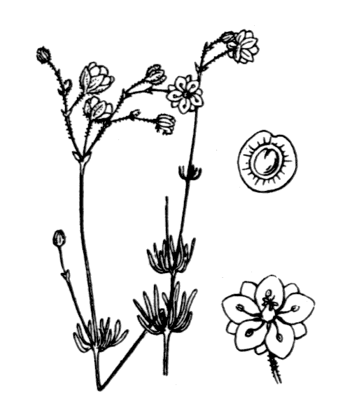 Spergula morisonii Boreau - illustration de coste