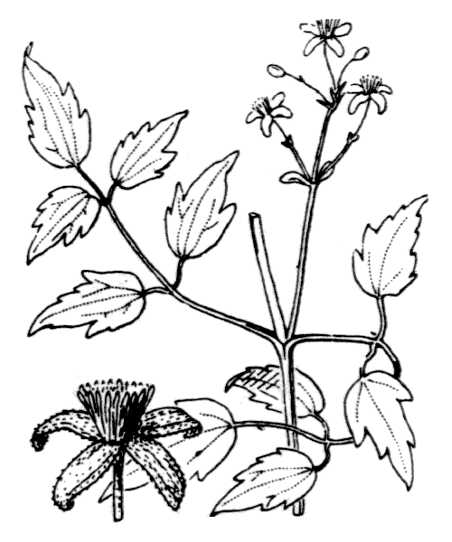 Illustration de Coste