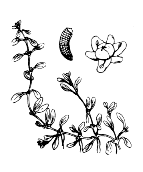 Illustration de Coste