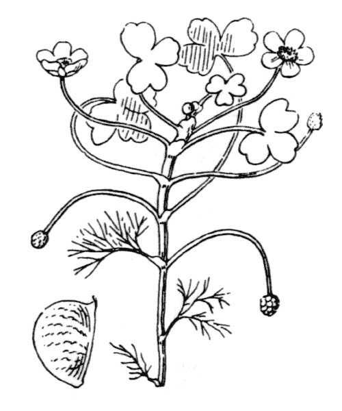 Illustration de Coste