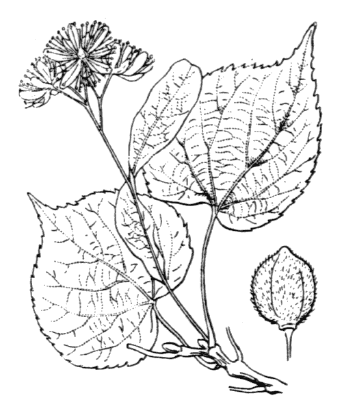 Illustration de Coste