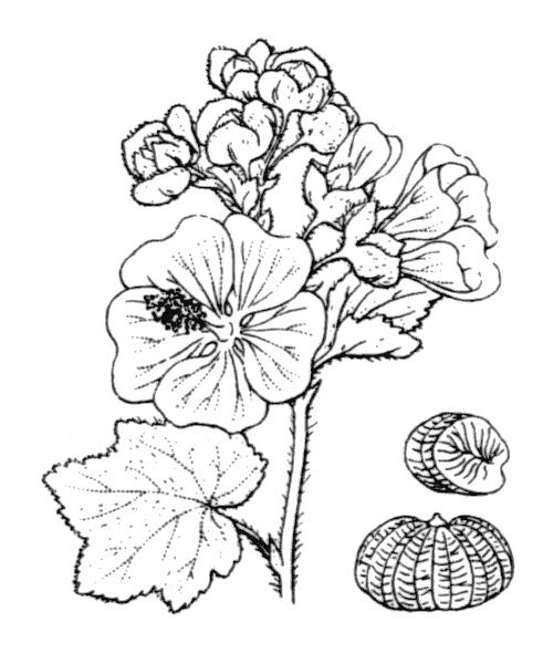 Illustration de Coste