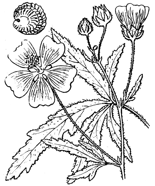 Althaea cannabina L. - illustration de coste