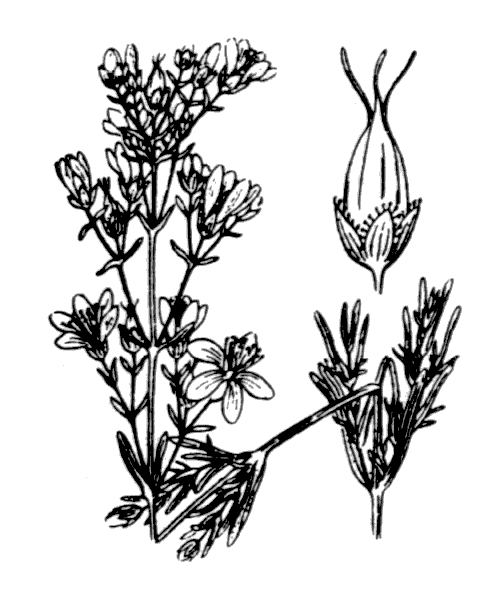 Hypericum hyssopifolium Chaix - illustration de coste