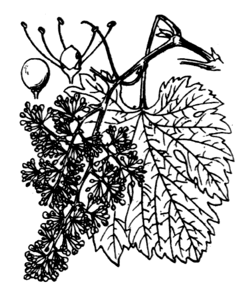 Illustration de Coste