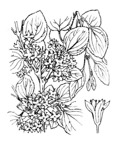 Rhamnus cathartica L. - illustration de coste