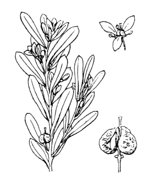 Cneorum tricoccon L. - illustration de coste