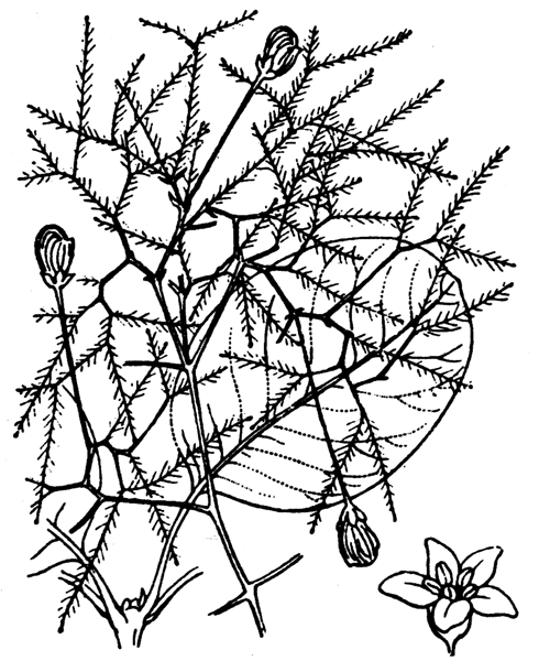 Cotinus coggygria Scop. - illustration de coste