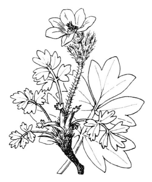 Pulsatilla vernalis (L.) Mill. subsp. vernalis var. vernalis - illustration de coste