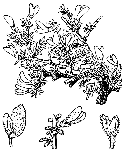 Illustration de Coste