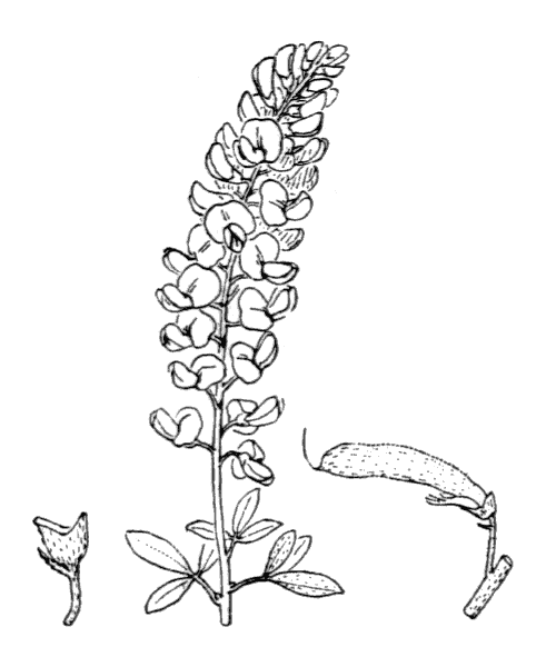 Cytisus nigricans L. - illustration de coste