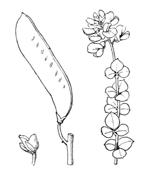 Cytisophyllum sessilifolium (L.) O.Lang - illustration de coste