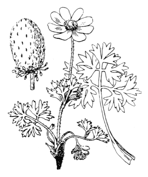 Illustration de Coste