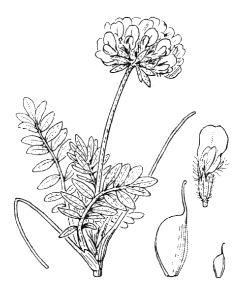 Anthyllis montana L. - illustration de coste