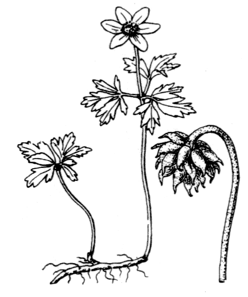 Anemone nemorosa L. - illustration de coste