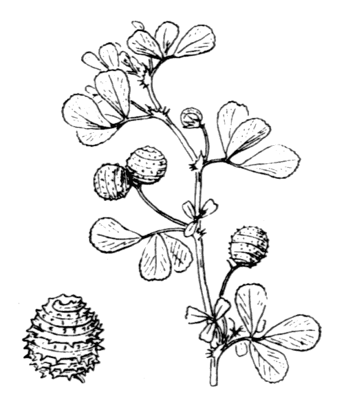 Illustration de Coste