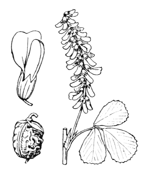 Illustration de Coste