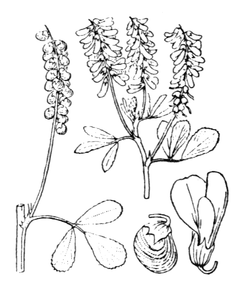 Illustration de Coste