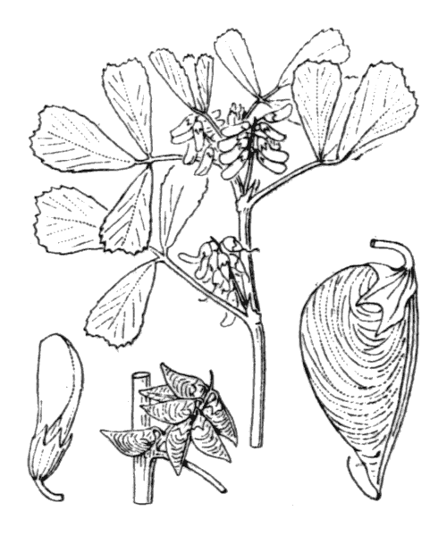 Illustration de Coste