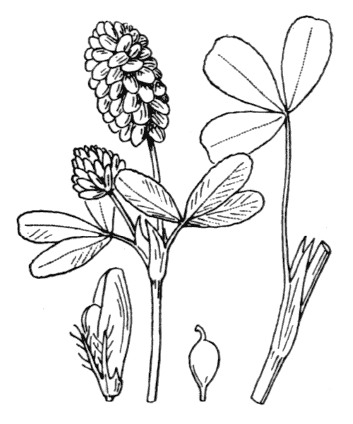 Illustration de Coste