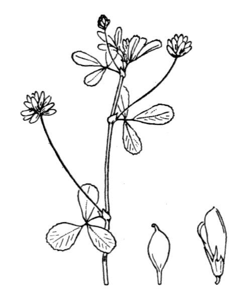 Trifolium dubium Sibth. - illustration de coste