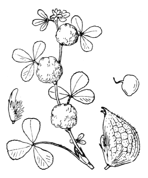 Illustration de Coste