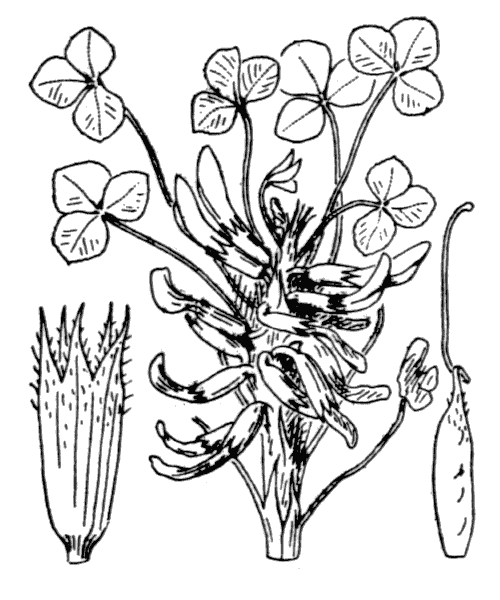 Illustration de Coste