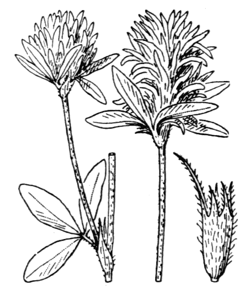 Trifolium ochroleucon Huds. - illustration de coste