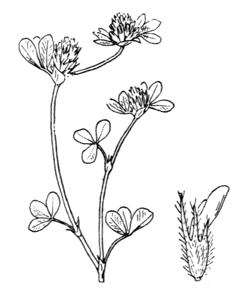 Trifolium scabrum subsp. lucanicum (Gasp. ex Guss.) Arcang. - illustration de coste